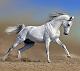 Аватар для White_Horse